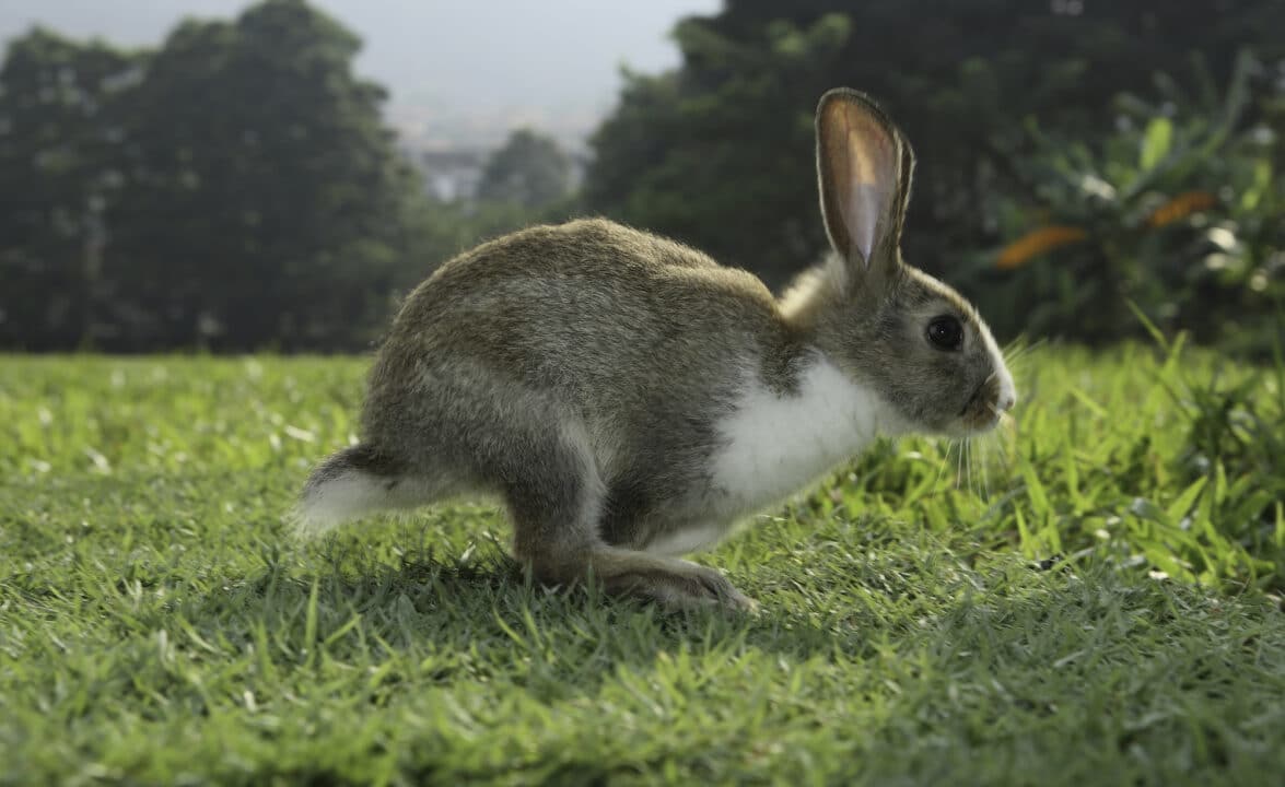Leaping Bunny Certified: What It Really Means